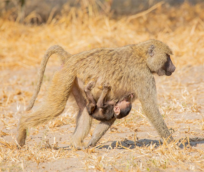 kili Kings - gallery1