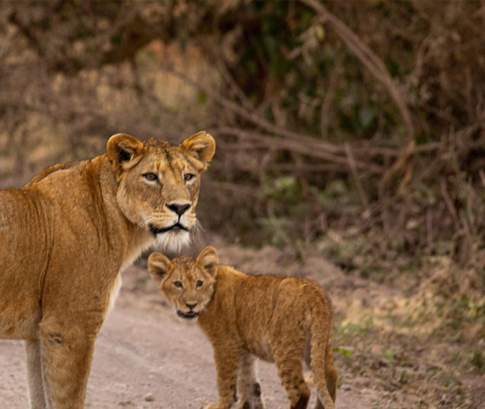 kili Kings - gallery5