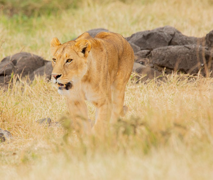 kili Kings - gallery6